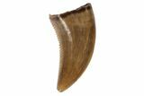Serrated, Raptor Tooth - Judith River Formation #128540-1